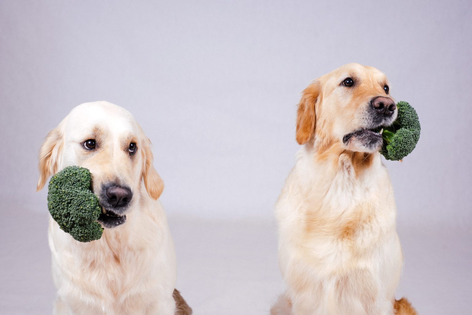 can dogs eat broccoli