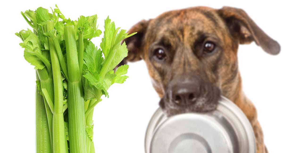 can dogs eat celery