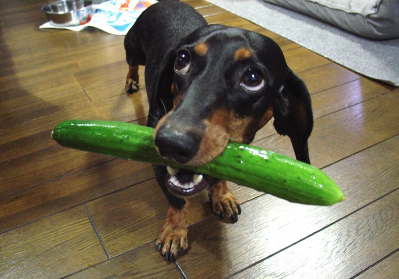 can dogs eat cucumbers