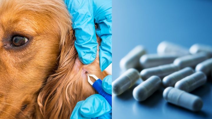 doxycycline for dogs