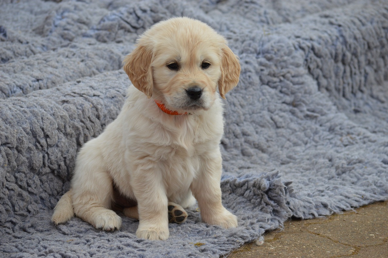 golden retriever puppy