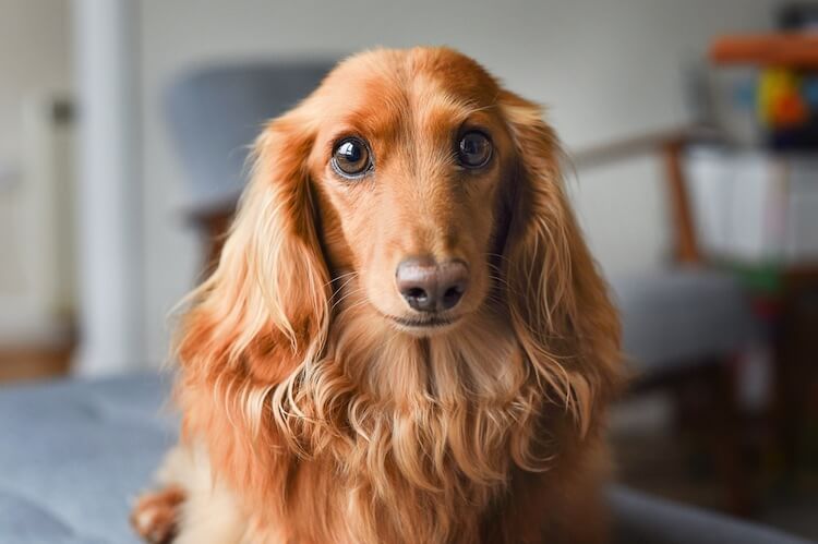 long haired sausage dog