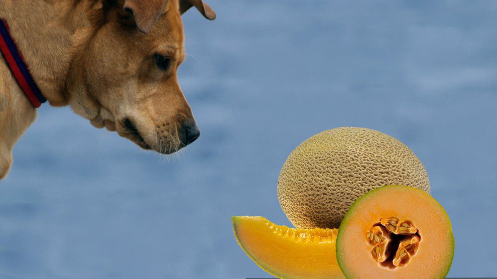 muskmelon good for dogs