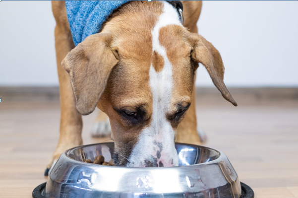 What Foods are Good for Your Dog?