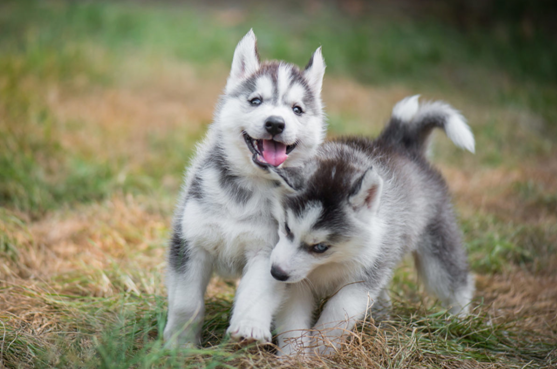 Huskies Food – Basic Information for Any Pet Owner