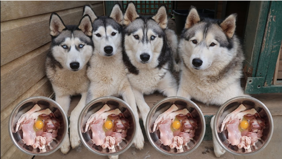 Options of Foods To feed Your Huskies