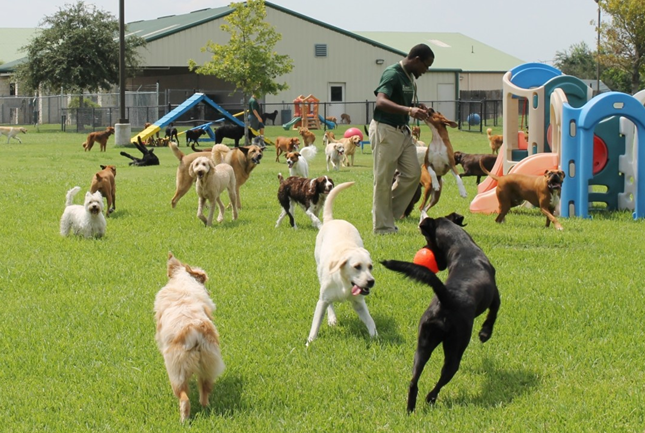 Dog Daycare Boarding In Port Coquitlam