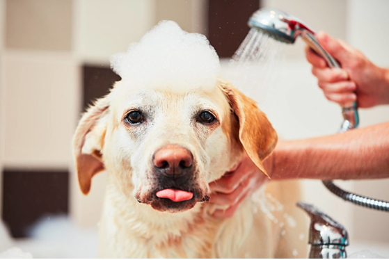 dog bathing