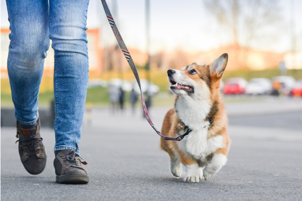 Find Dog Walking Services Near