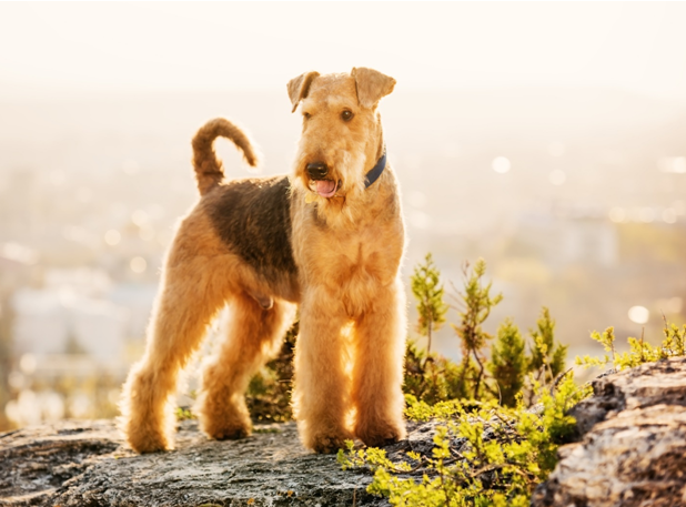 Are Airedale Terriers Good Family Pets?