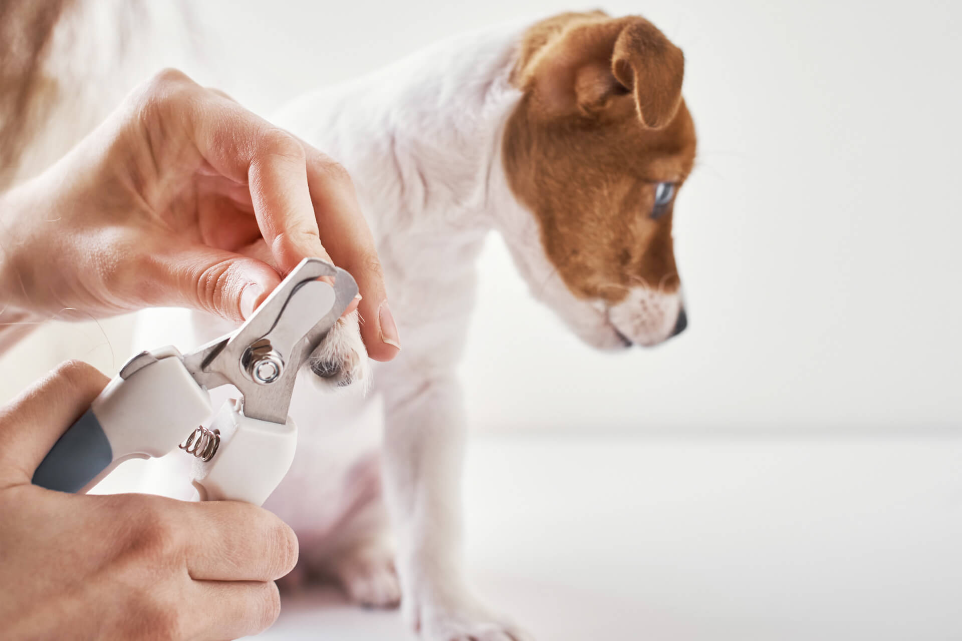 Do Dogs Really Need To Have Their Nails Trimmed?