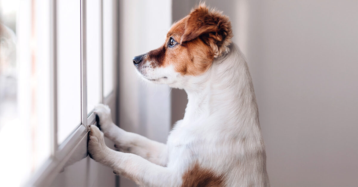 Dog Anxiety: Causes, Treatment And Prevention