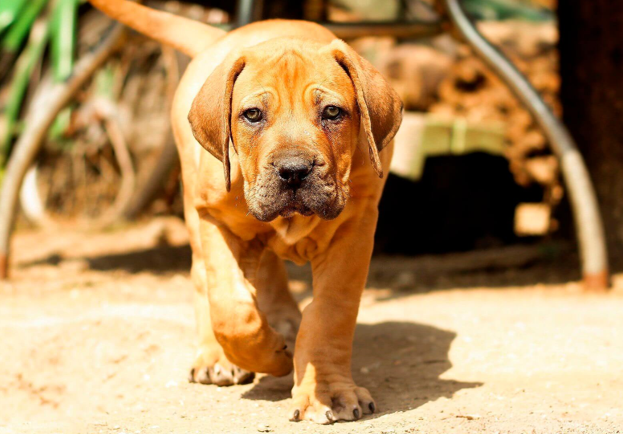 South African Mastiff Boerboel Puppies for Sale