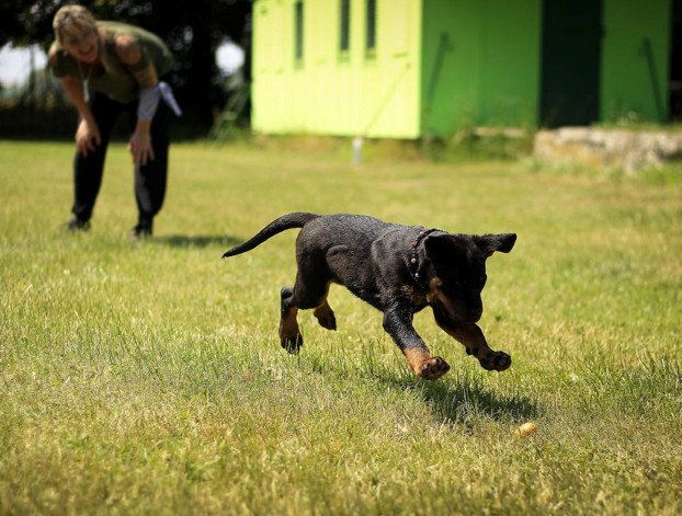 Reasons that Brain Training 4 Dogs Are Good