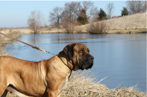 Daily exercise for both you and your canine