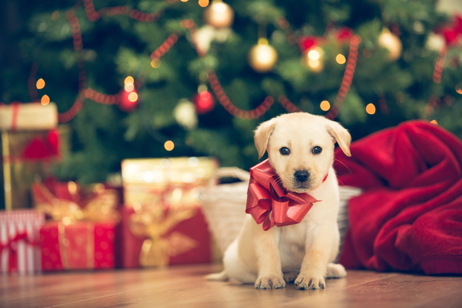 buying a puppy for Christmas